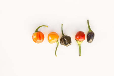 a colorful mix of the hottest chili peppers. Thai chili, habanero, serrano, jalapeno, bhut jolokia,...