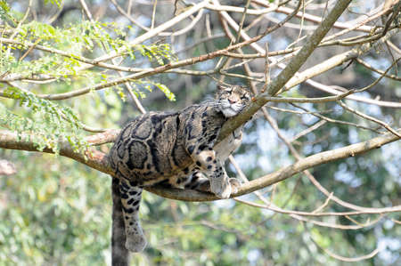 The beautiful leopard in a treeの写真素材