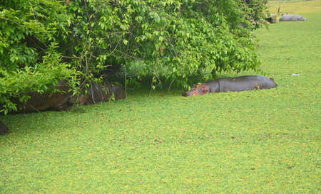 Hippotomas in the middle of the greenの写真素材