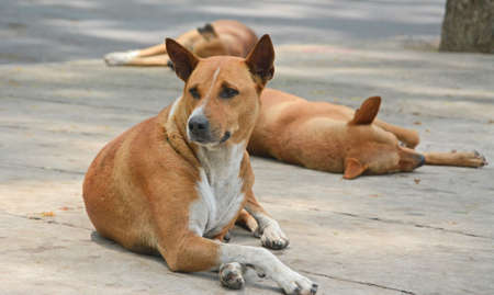 Mixed Breed Feral Stray Asian homeless Street Stock Photoの写真素材