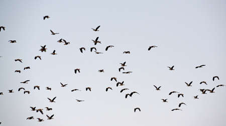Climate change is more challenges for migratory birds