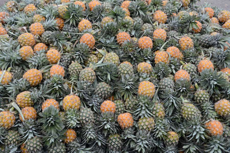 Fresh Pineapple in local market stock photoの写真素材