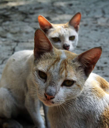 The frightened eyes tabby stock photoの写真素材