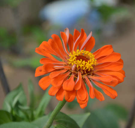 Beauty of pink zinnia blooming in a gardenの写真素材