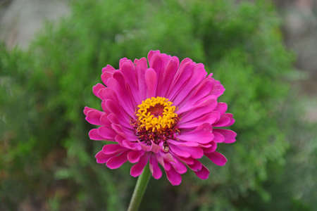 Beauty of pink zinnia blooming in a gardenの写真素材