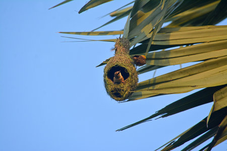 Bird nest on a palm tree in the tropics of Belize.Babui pakhiの写真素材