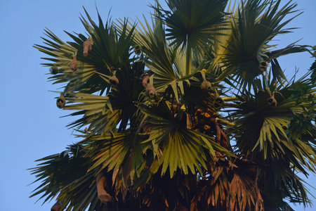 Palm tree with green leaves and a blue sky in the background.Babui pakhiの写真素材
