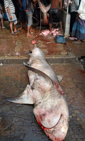 Shark carcass on the ground in a fish market in India