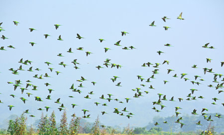 Birds flying in a rice field at Chiang Mai, Thailandの写真素材