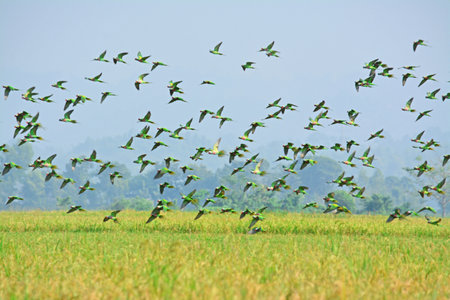 Flock of parrots flying in the sky, nature background in Bangladesh