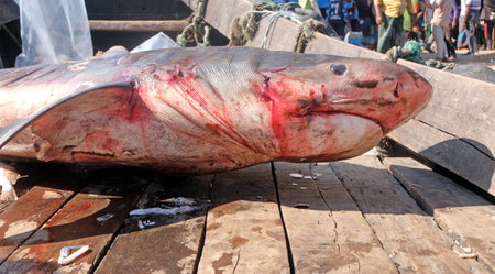 Every year fishermen catch sharks while fishing in the sea. Fishermen sell sharks at local markets. By doing this, sharks are disappearing from the sea. shark in local market.の写真素材