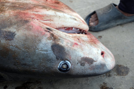 Close-up of a shark on the beach of the fishing villageの写真素材