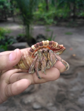hermit crab on handの写真素材