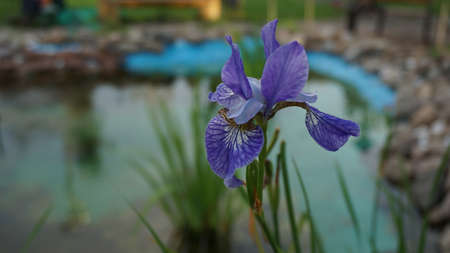 Beautiful blue iris plant close up with pond on backgroundの写真素材