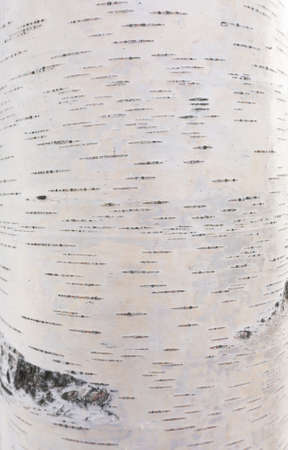 Close up of birch bark surface texture in black and whiteの写真素材