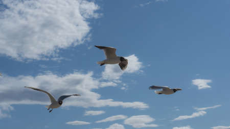Seagull flying at seaside in a warm sunny day in Russia