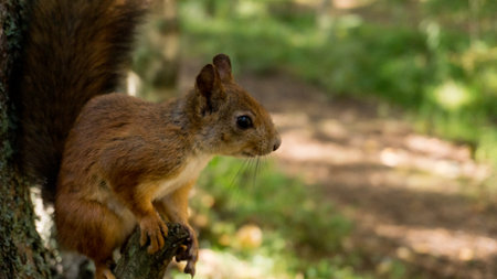 A fluffy squirrel sits on a tree and looks around. Looking for a treat. Russia, Arkhangelskの写真素材