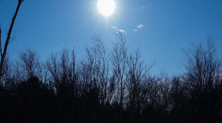 Dark tree branches against a bright blue sky without clouds
