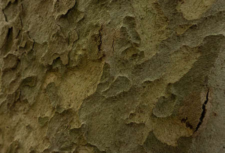 Old Wood Tree Texture Background Pattern. Horizontal photo of a tree bark texture. Creative texture...
