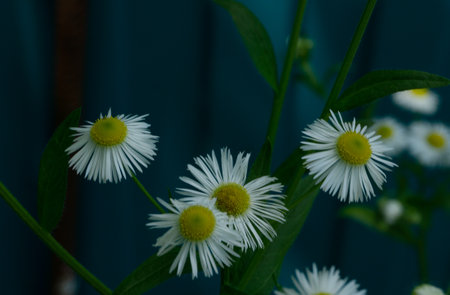 Pine branch in the sun. Selective focus. Pine needles in summer in macro.の写真素材