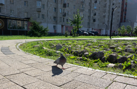 A pigeon walks on the cobblestones in the city center. Greens, birds.のeditorial素材