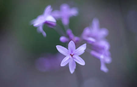 its a flowers macro photography from Jose Celestino Mutis Botanical Gardenの写真素材
