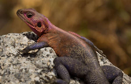The Agama Lizard in Africaの写真素材