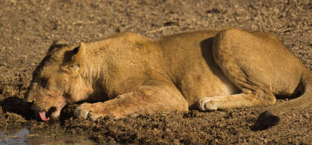 Lion quenching thirstの写真素材