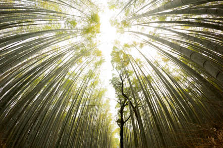 Tall and beautiful bamboo trees