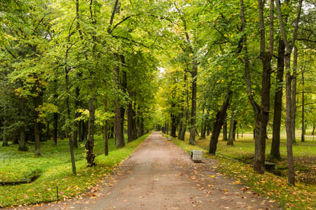 A beautiful path in the woods