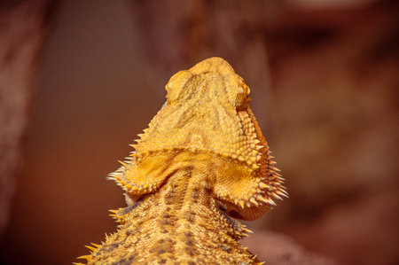 Bearded Dragon shot at Wilhelma Zoo in Stuttgart, Germany under a stunning gold light.の写真素材