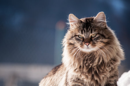 Close-up portrait of a domestic long-haired catの写真素材