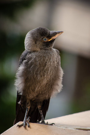 Curious baby Western Jackdaw with piercing blue eyes looking at the camera.の写真素材