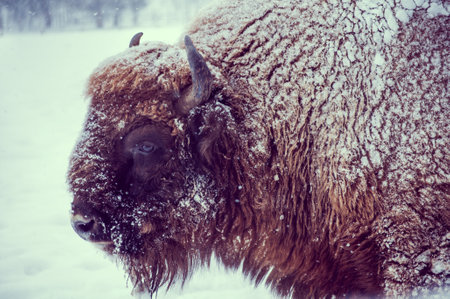 Closeup portrait of an european bison (Bison bonasus) on a snowy day in natural habitatの写真素材
