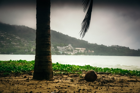 Ripe coconut lying under palm tree on background of Kamala beach.の写真素材