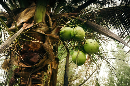 From below shot of old palm with green coconuts growing on it, Kamala beach.の写真素材