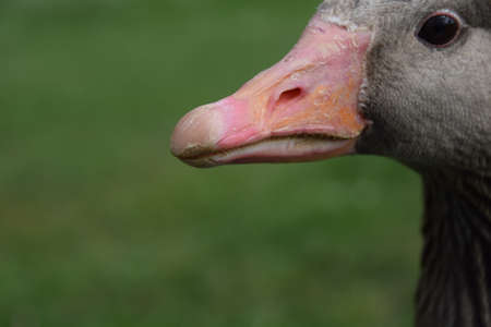 Wild gooseの写真素材