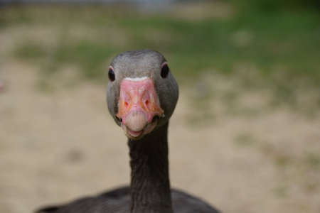 Wild gooseの写真素材