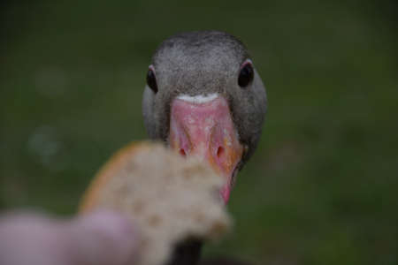 Wild gooseの写真素材