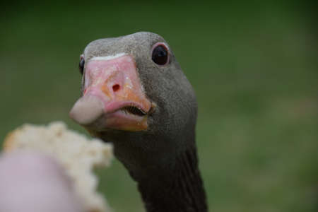 Wild gooseの写真素材