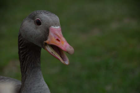 Wild gooseの写真素材