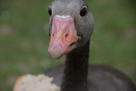 Wild gooseの写真素材