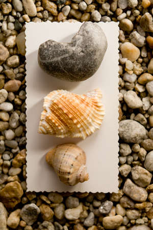 Sea Shells and the stones closeup