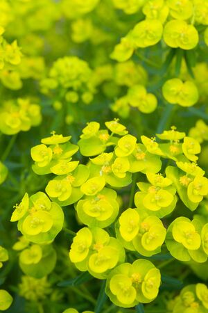 The small yellow flowers blossoming
