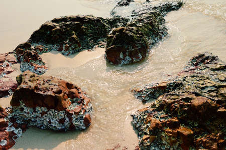 Mussel stuck with blouder, Sai Keaw Beach, Chonburi, Thailandの写真素材