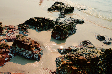 Mussel stuck with blouder, Sai Keaw Beach, Chonburi, Thailandの写真素材