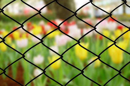 Blur tulips field with fence.の写真素材