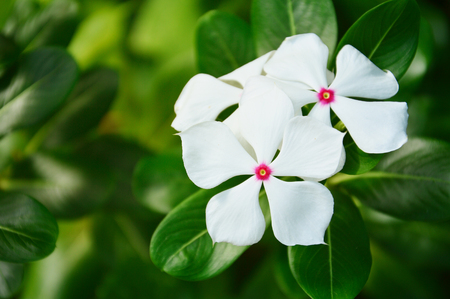 White Indian periwinkle.の写真素材
