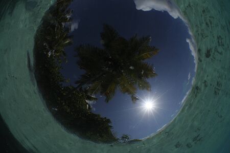 Palm tree shot from underwater in Maldivesの写真素材