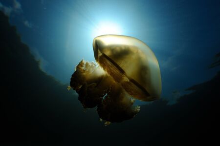 Jellyfish silhouette in Jellyfish Lake in Palau, Micronesiaの写真素材